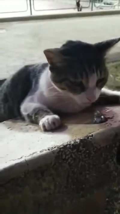 Stranger helping a kitten to drink some water.