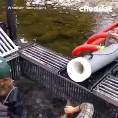 System helps native fish pass over dams in seconds rather than days