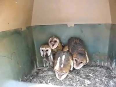? Barn owls have no idea how creepy they can come across