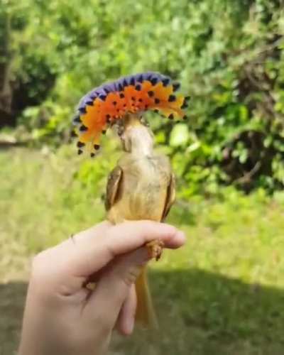 ? The male Royal Flycatcher