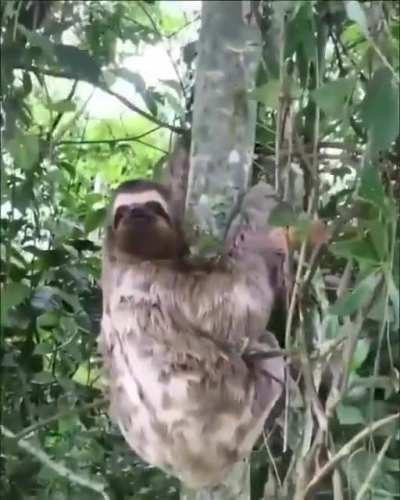 ? Man saves a grateful sloth