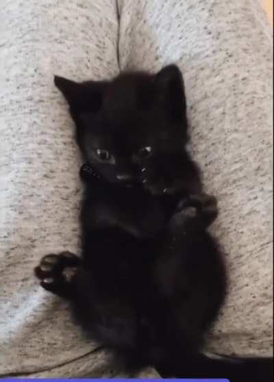 Ghost, The Cat, Discovering He Has Feet [via Nikkiwhtvr]