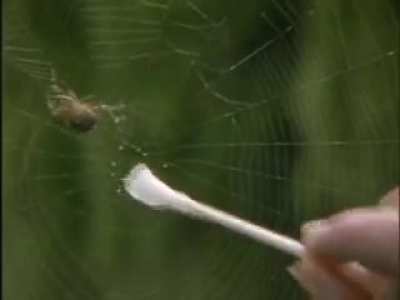 The effect of different drugs on spiders
