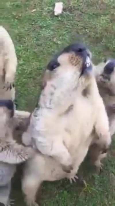 Canadian Mosh Pit