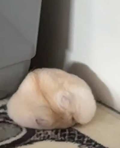 Even hamsters struggle to find the ideal sleeping position ??