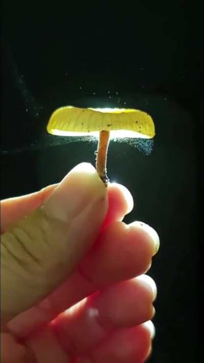 ? The spread of fungal spores in the air.