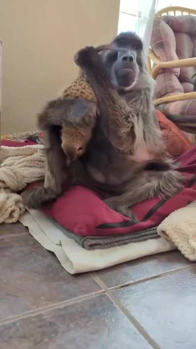 ?Come here meerkat, give me a hug ?