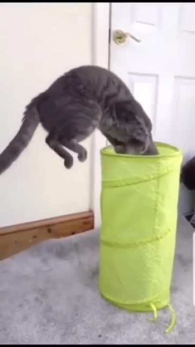 Cat.