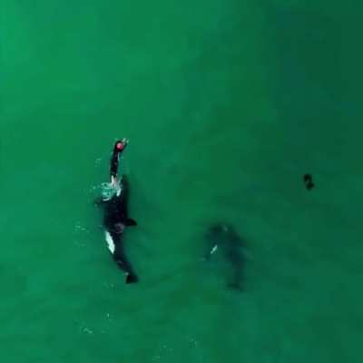 ? Orca mother teaching her young about humans