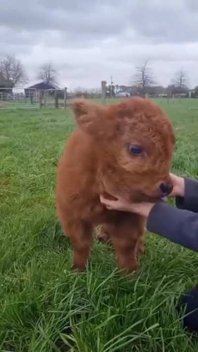 Little calf blep
