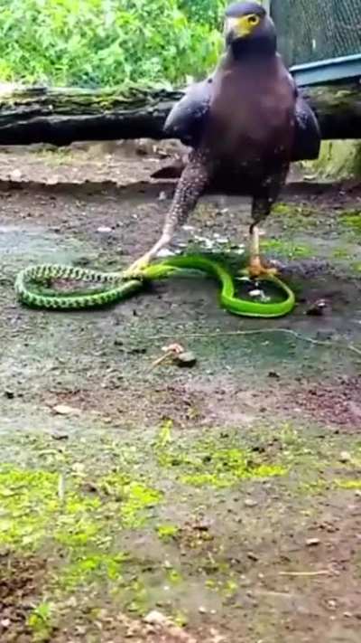 ?Kite catches a green snake..