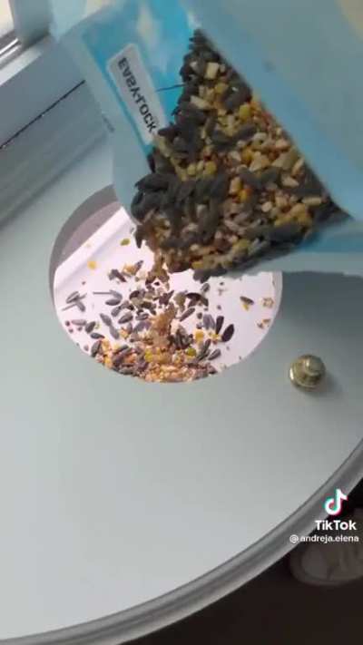 Trying out a new bird feeder