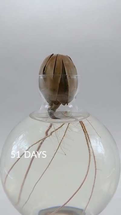 Time lapse acorn to baby oak tree