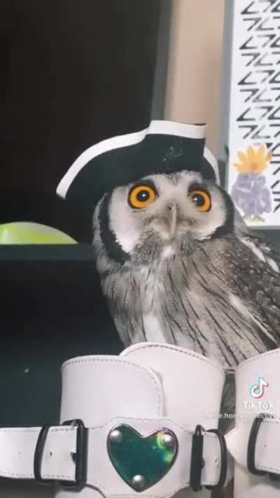 Country Owl