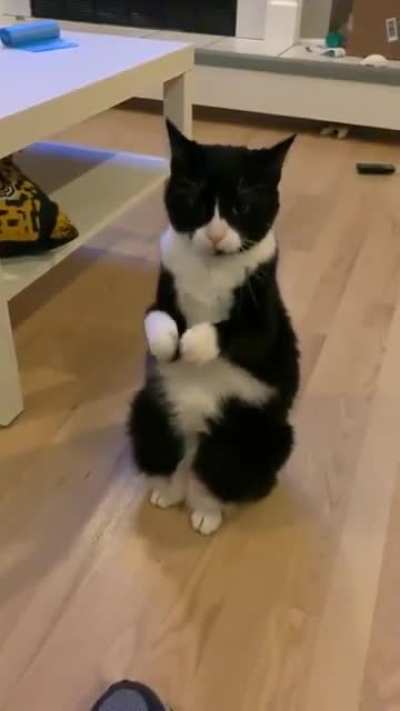 treats please