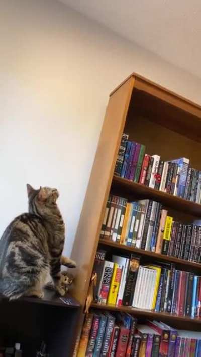 Lion King reenactment