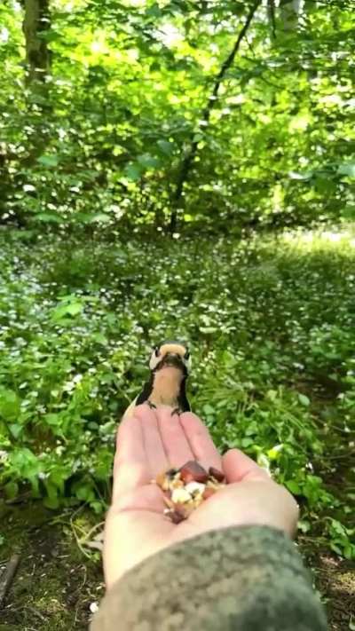? A woodpecker takes food from a man's hand.