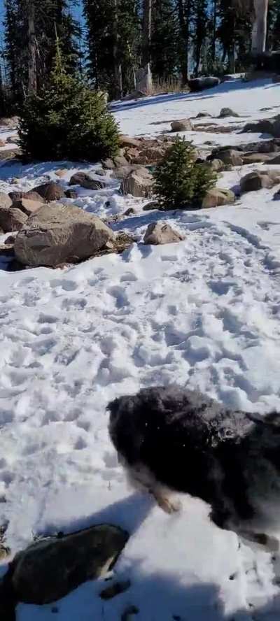 Zoomie play fighting ?