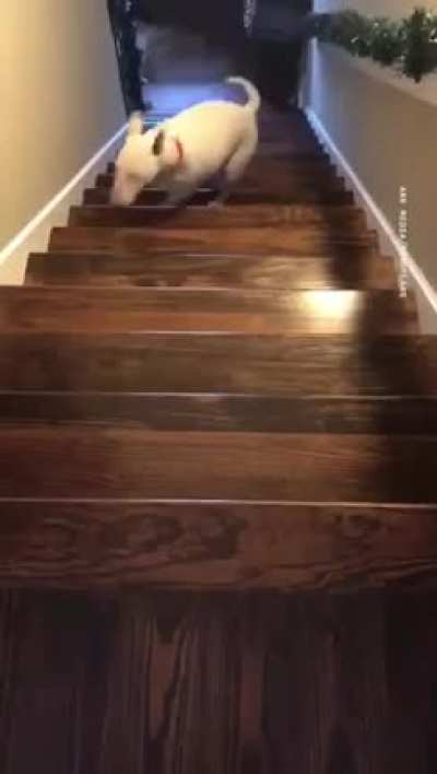I think my dog is broken ??