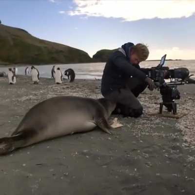 ? Curious seal interrupting filmmaker's shot