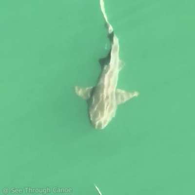 ? 2 large sharks disappearing into the deep