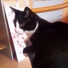 Cat hitting itself in the face with its tail