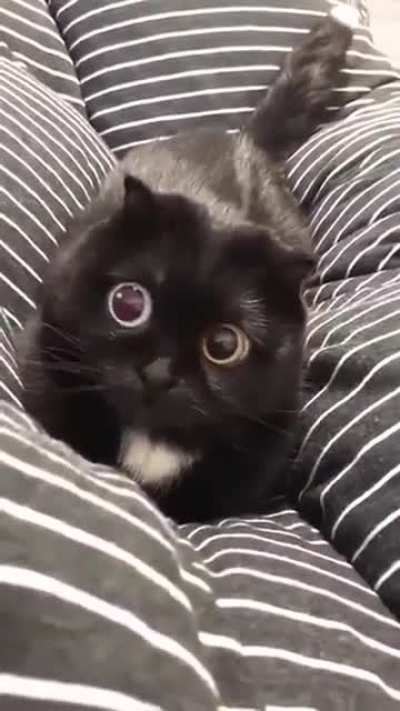 Cat sees movement