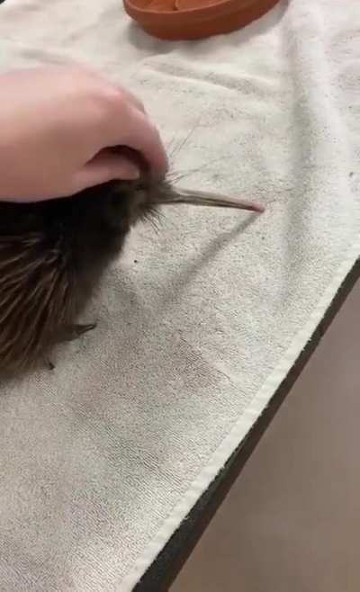 Kiwi bird ??