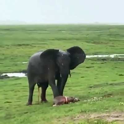 ? Elephant Gives Birth to her Calf In Masai Mara Reserve..