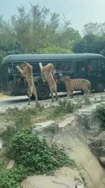 ? Tigers were brought to show people for entertainment