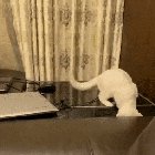 Curiosity makes fools of the best of us