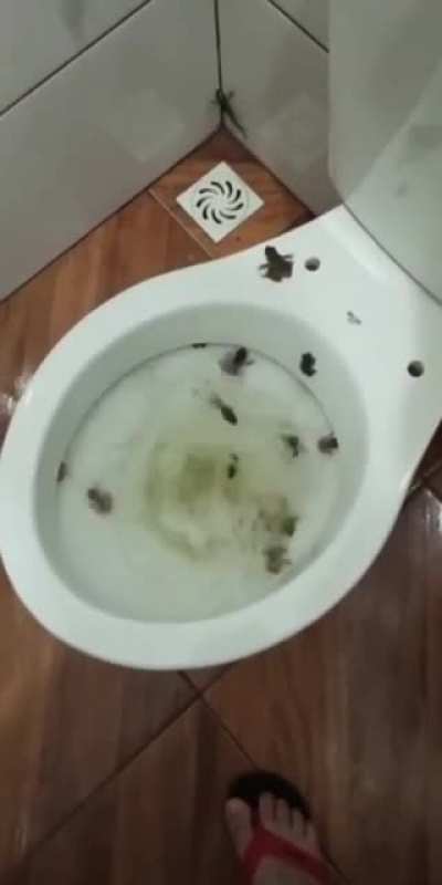 hide and seek in the bathroom