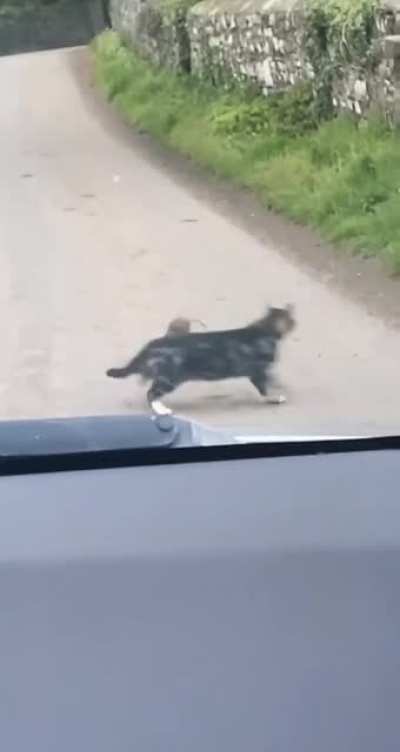 Dude, who's supposed to catch who again?