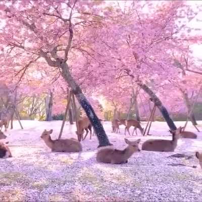 ? Deer enjoying Cherry Blossom. ?