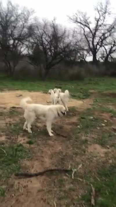 They like to stick together