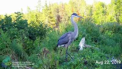 ?All sorts of wildlife that used a nature-made beaver dam to cross wetland