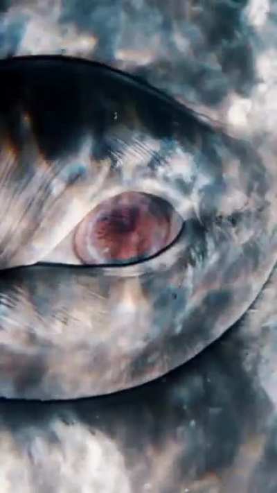 ? Look deep into The Eye of a Gray Whale ? Mike Nulty