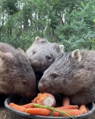 ? Wombats having a nice feast ?