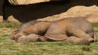 ? Mother elephant can't wake baby sound asleep, asks keepers for help