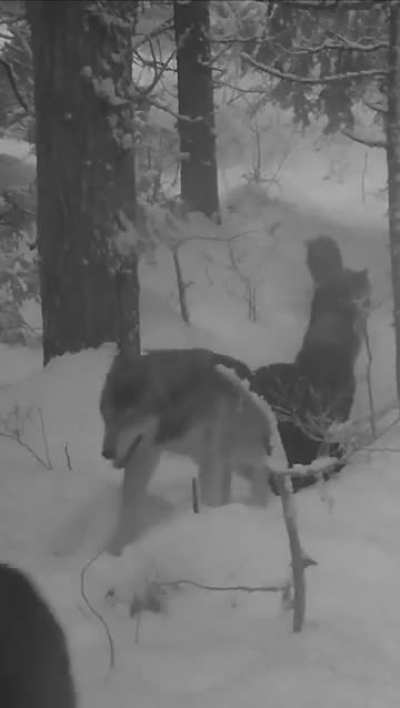 ?A wolf pack passing by in Trabzon, Turkey.