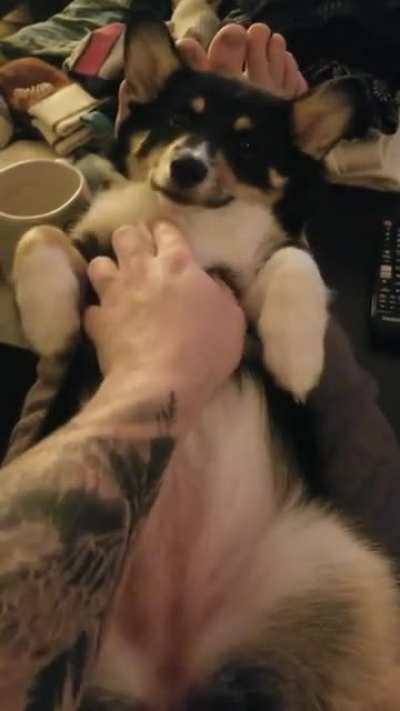 (OC) Just a happy corgi puppy ?