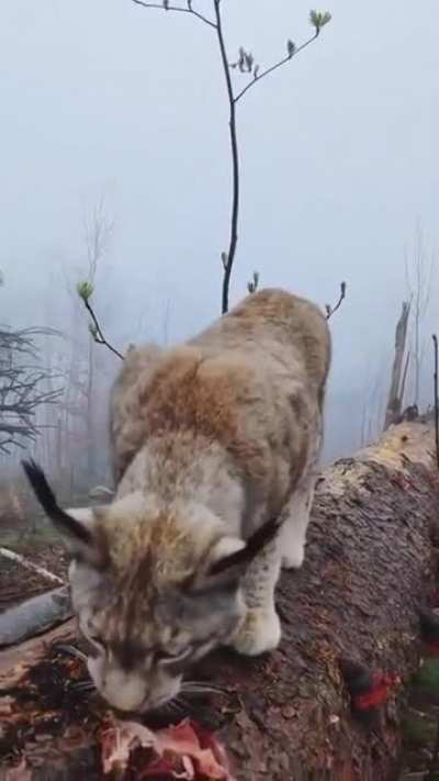 ? Wild lynx in the northern mountains of Germany.