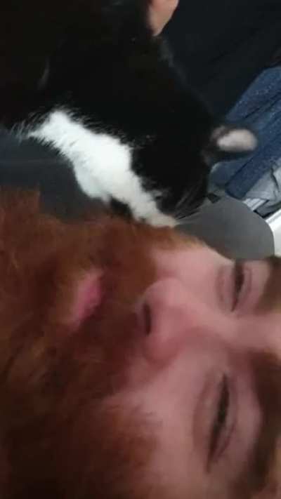 Feb the Cat "cleaning" his dad's beard