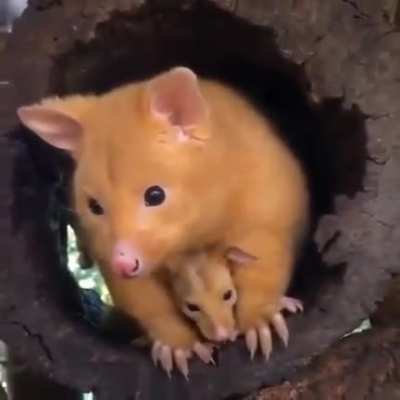 ? Golden possum and baby