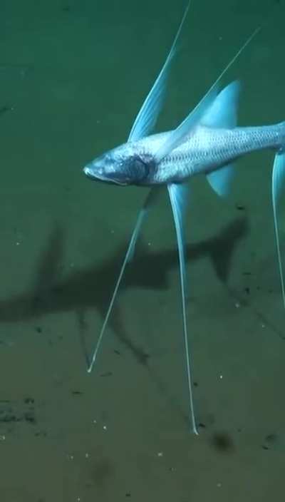 ? Bathypterois grallator.