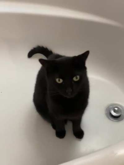 Turn on the water, hooman!!