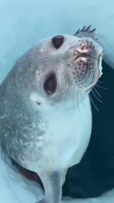? Seals nose preventing water from entering the nose..
