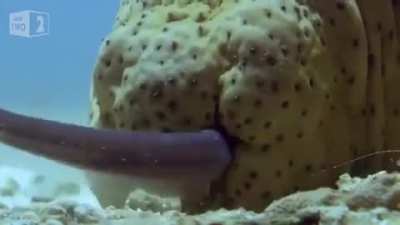 ? Pearlfish seek shelter, often up a sea cucumber's anus.