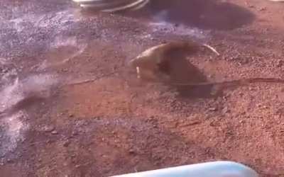 ? Monitor mistakes a garden hose for a snake ?