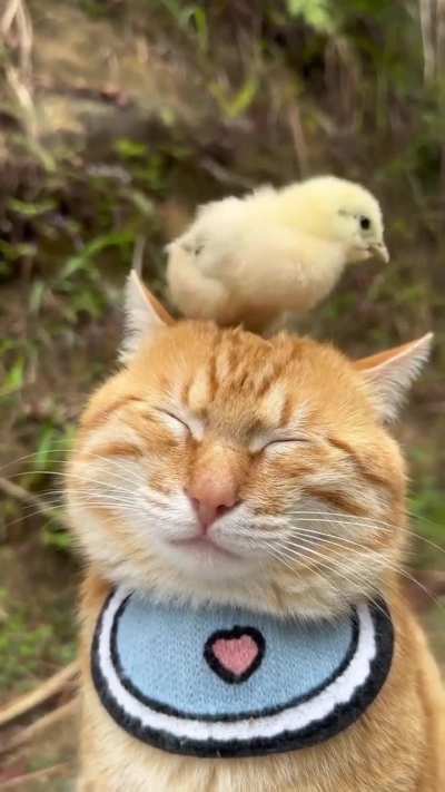 at peace